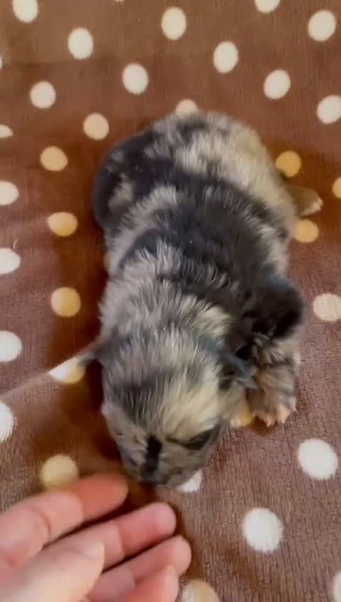 Pomerania perros en venta: Pomerania Toy cara de oso  - Video 1