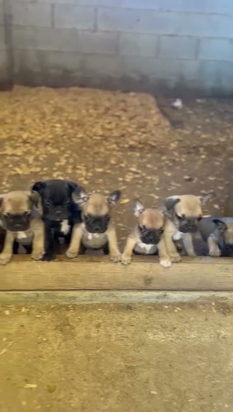Bulldog Francés perros en venta: Cachorros bulldogs blue & caille fauve - Video 1