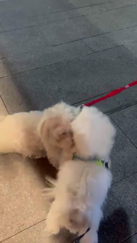 Bichón Maltés perros para monta: Bichon Maltés disponible para monta 🐶 - Video 1