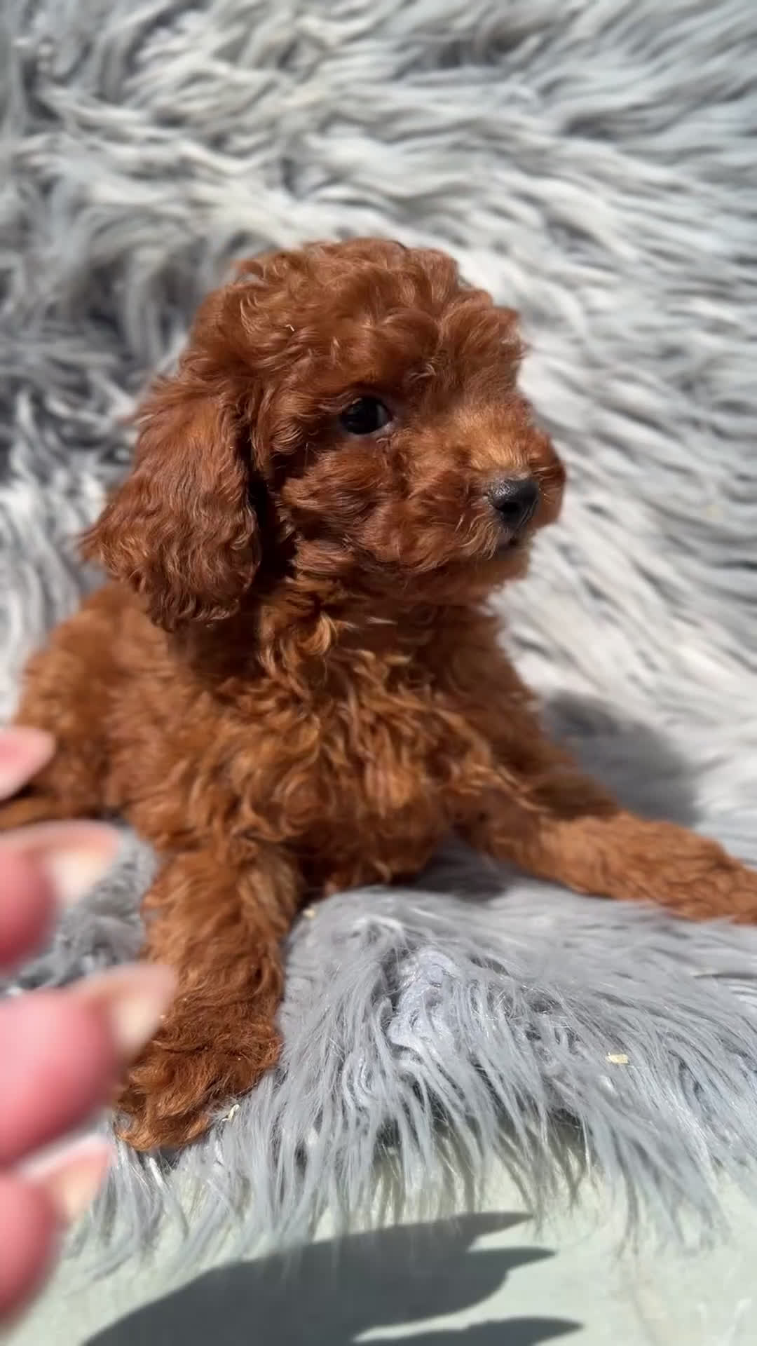 Caniche Toy perros en venta: Caniche Toy rojo  - Video 1