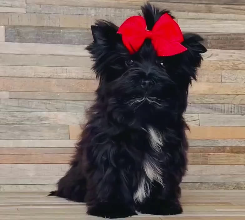 Yorkshire Terrier perros en venta: Precioso Yorkshire color  Black Toy - Video 1