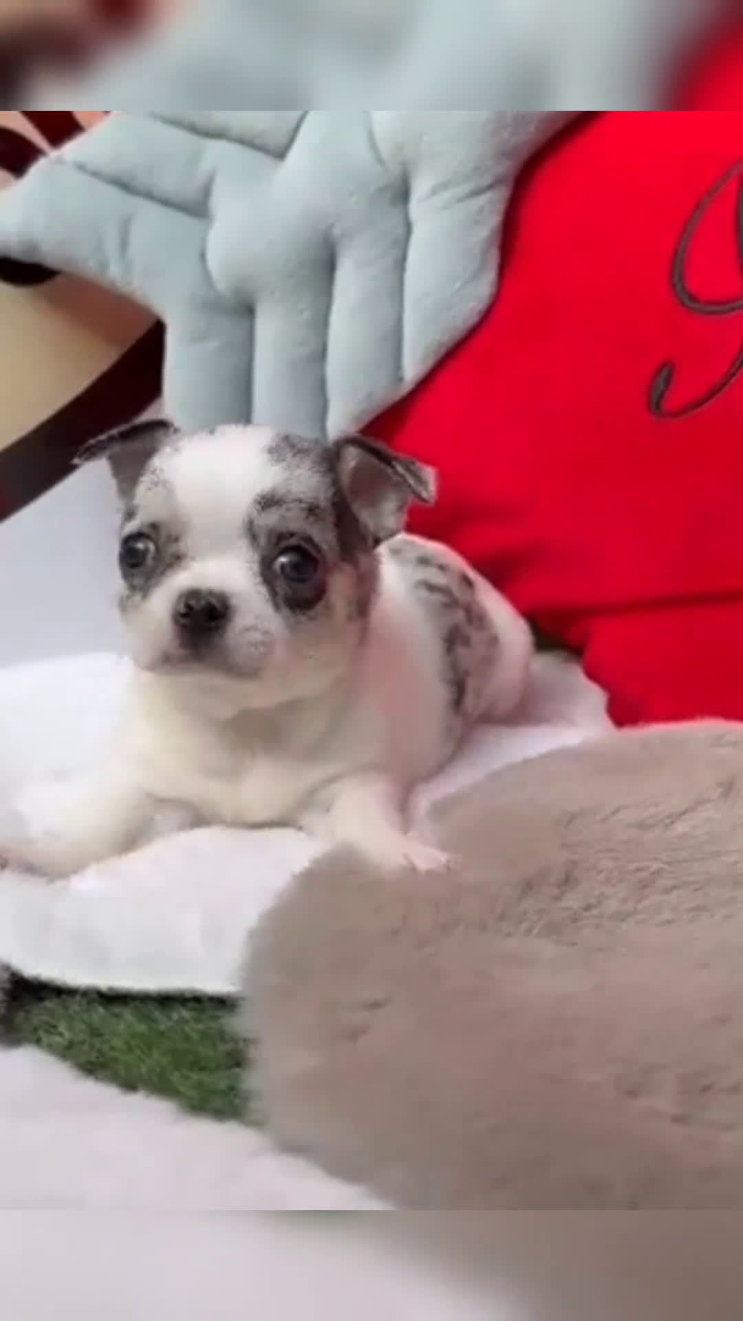 Chihuahua perros en venta: Chihuahua - Video 2