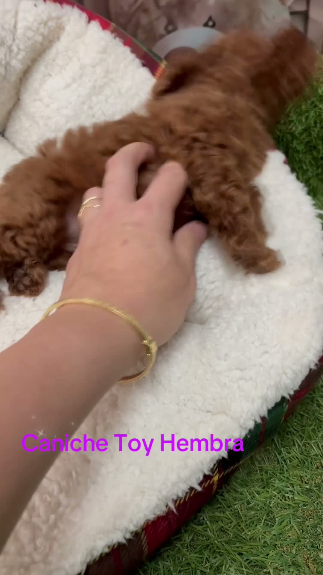 Caniche Toy perros en venta: Caniche toy rojo hembra disponible !!! - Video 1