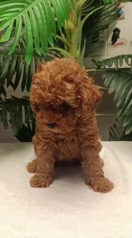 Caniche Toy perros en venta: CANICHE TOY HEMBRA  - Video 1