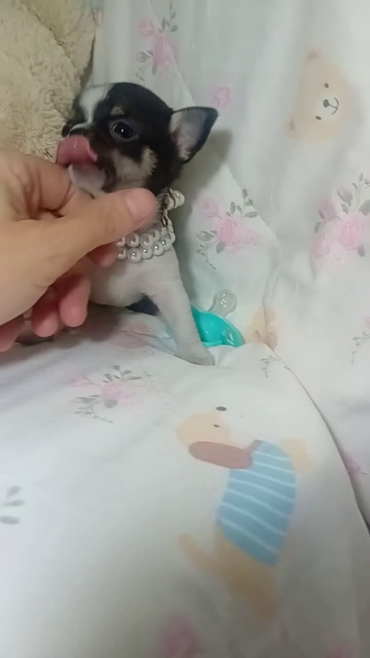 Chihuahua perros en venta: ‼️Chihuahuas muy cariñosos tamaño mini  - Video 1