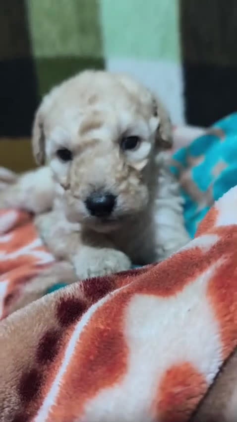 Caniche Gigante perros en venta: Caniche gigante hembra Apricot  - Video 1