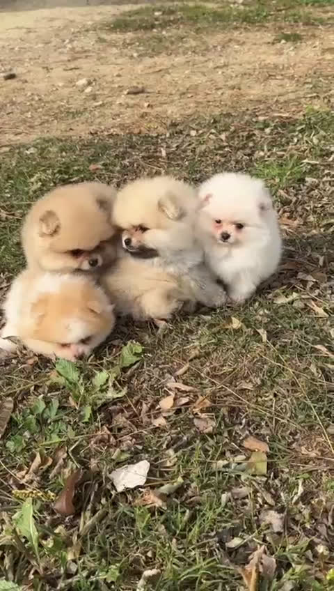 Pomerania perros en venta: POMERANIA LULU BOO en Barcelona - Video 1