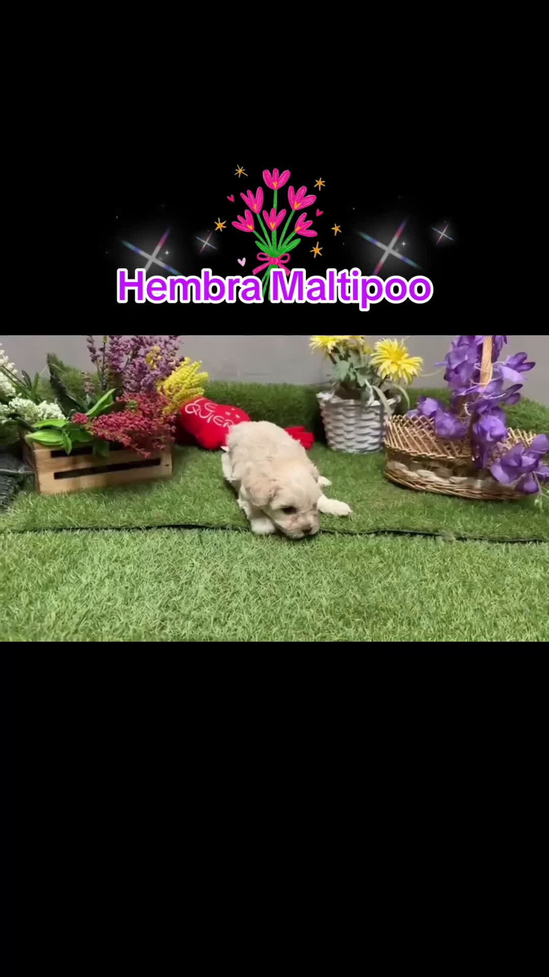 Maltipoo perros en venta: Maltipoo hembra disponible !!! - Video 1