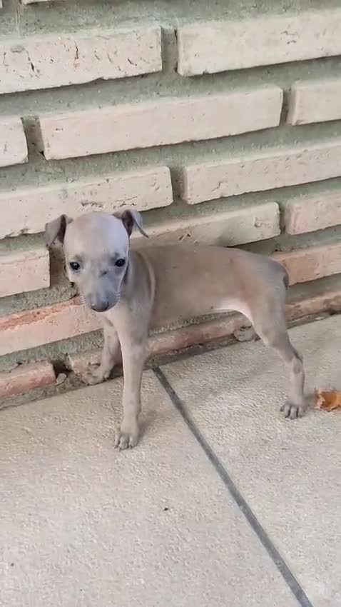 Pequeño Lebrel Italiano perros en venta:  Últimos!!Lebrel Italiano Picolo  - Video 1