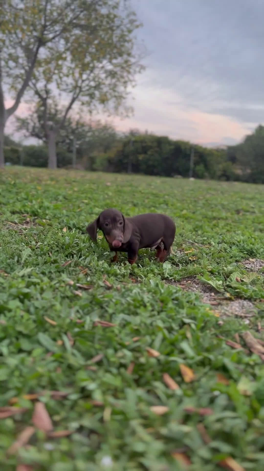 Teckel Miniatura perros en venta: TECKEL MINI CHOCOLATE FUEGO CRÍA RESPONSABLE - Video 1