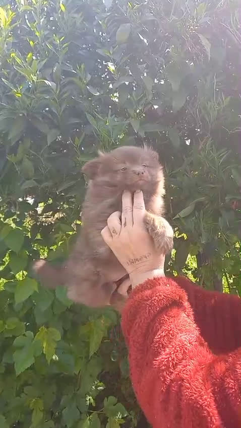 Pomchi perros en venta: Pomchi macho 450€ precio real  - Video 1