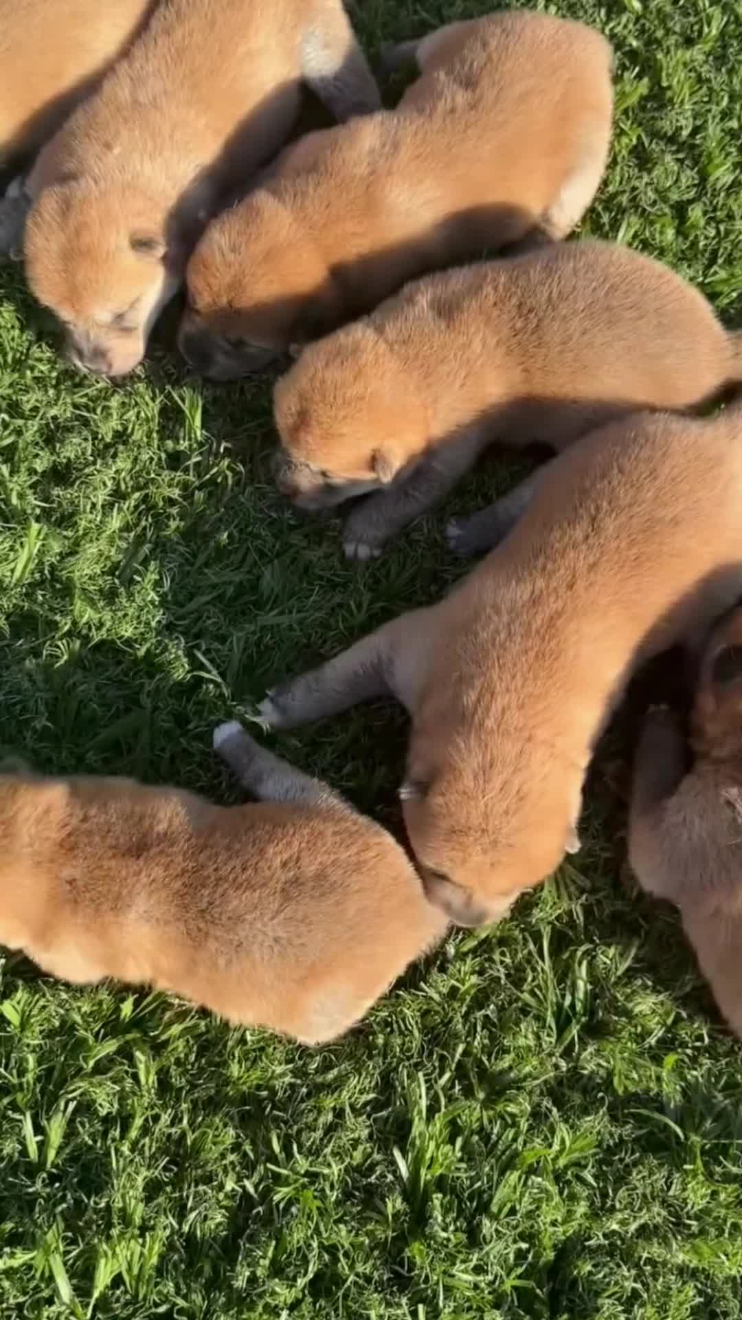 Shiba Inu perros en venta: Shiba  - Video 1