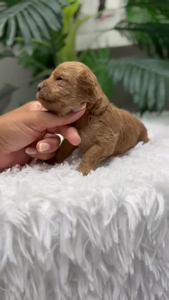 Raza Mixta perros en venta: CANICHE 💙💙 - Video 2