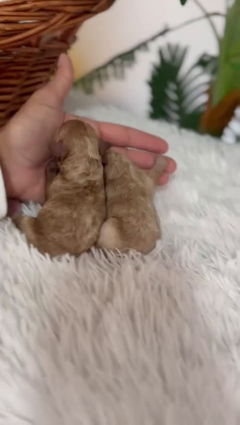 Caniche Toy perros en venta: CANICHE HEMBRA - Video 2