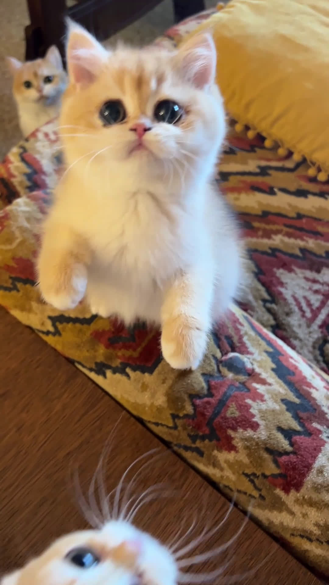 Británico de Pelo Corto gatos en venta: British shorthair golden chinchilla - Video 3