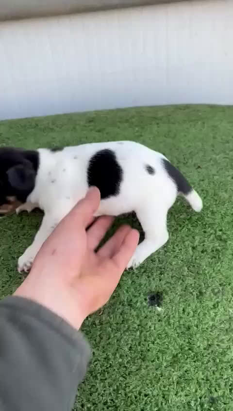 Jack Russell Terrier perros en venta: Jack Russell  - Video 2