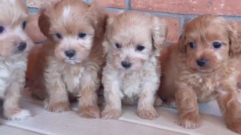 Maltipoo perros en venta: Maltipoo Toy  - Video 1