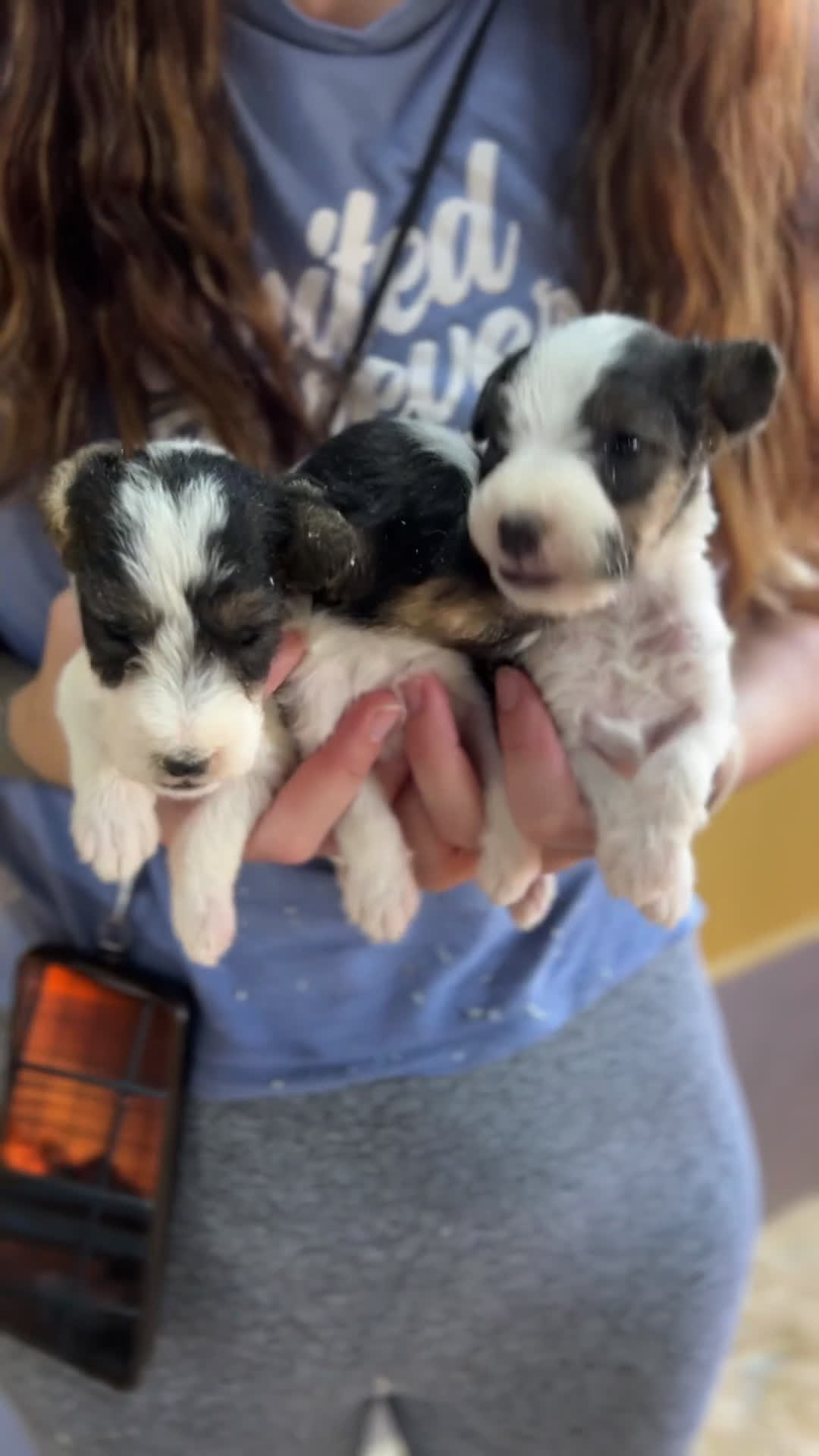 Fox Terrier de Pelo Duro perros en venta: Fox Terrier pelo duro  - Video 1