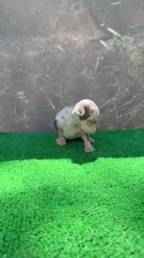 Chihuahua perros en venta: Chihuahua hembra super Toy arlequín chocolate  - Video 1