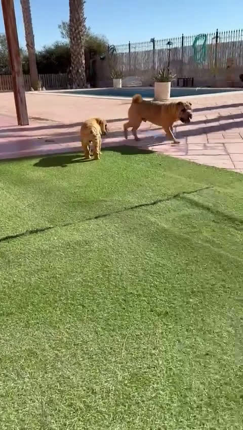 Bichón Maltés perros en venta: Bichón maltes - Video 1