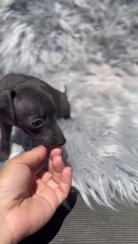 Pequeño Lebrel Italiano perros en venta: Piccolo italiano macho  - Video 1