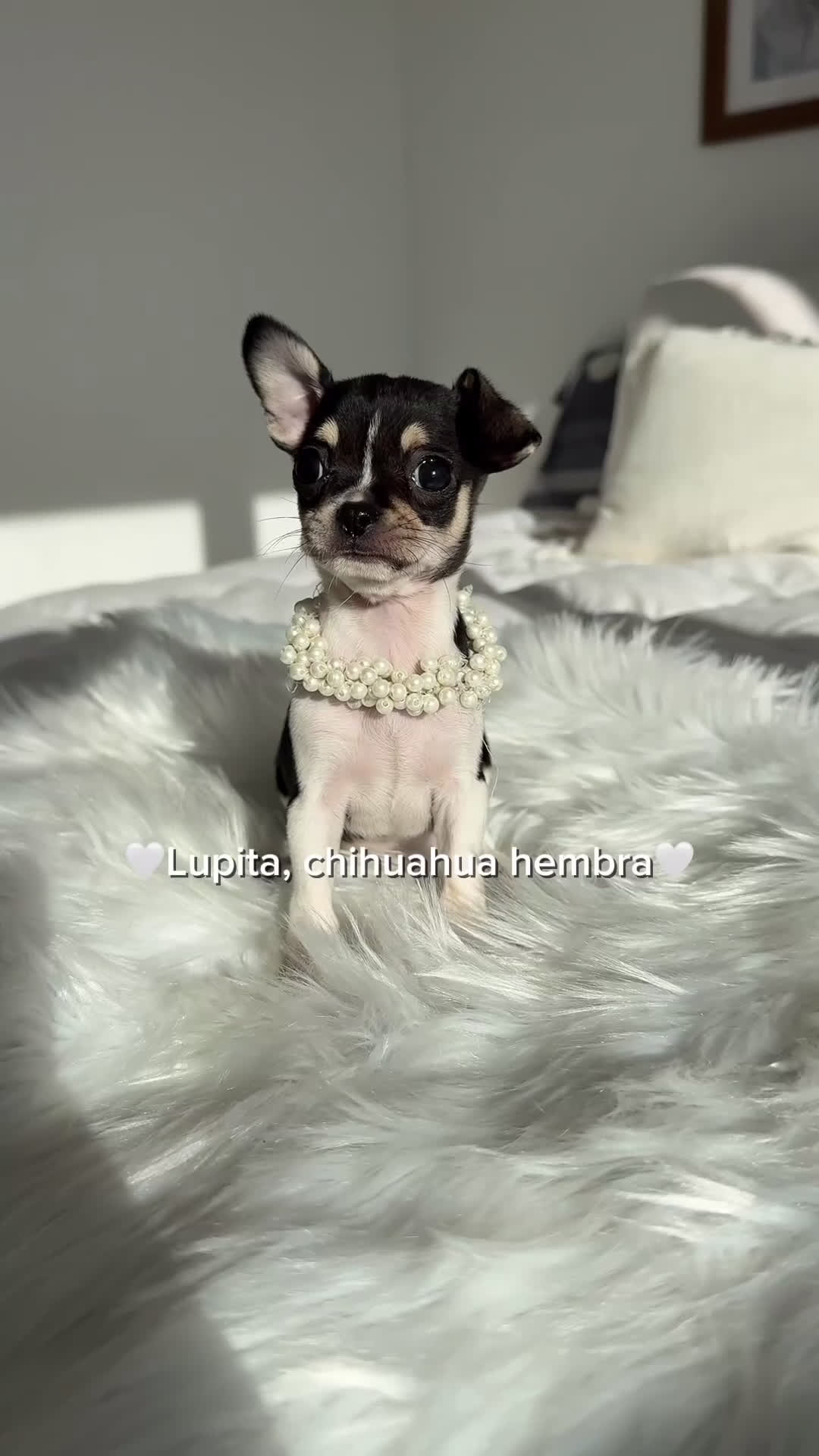 Chihuahua perros en venta: Chihuahua hembra - Video 1