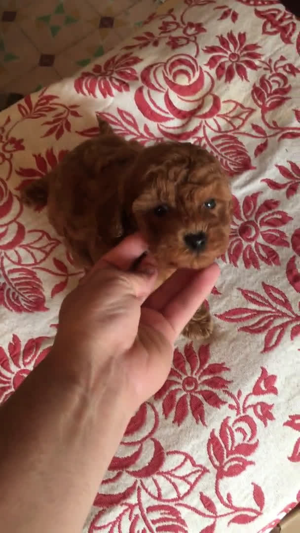 Caniche Toy perros en venta: CANICHES TOYS GRAN CALIDAD  en Murcia - Video 1