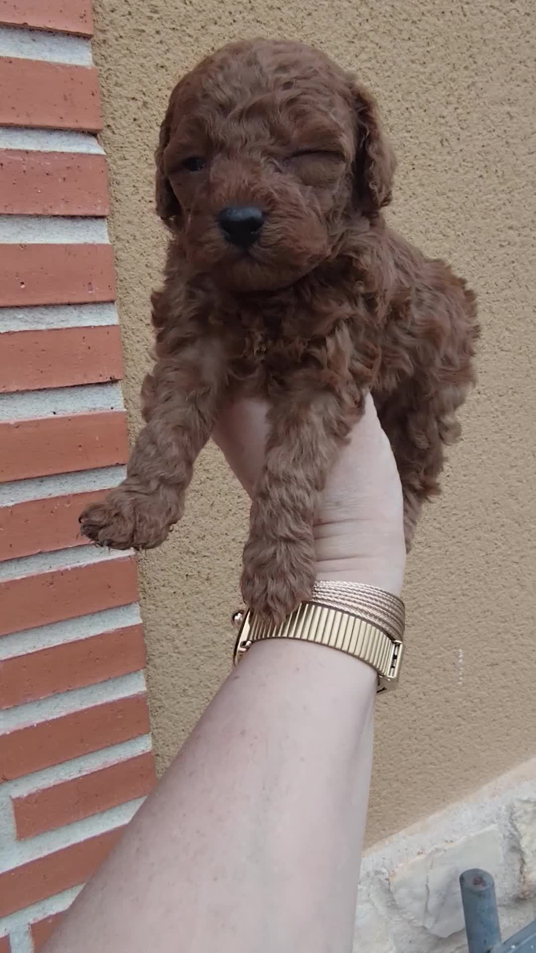 Caniche Toy perros en venta: CANICHE TOY MACHO ❤️ - Video 1