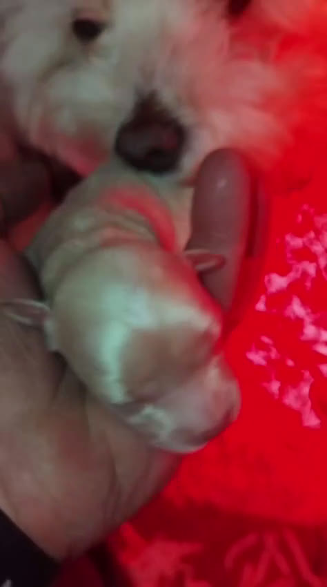 Maltipoo perros en venta: Cachorros de maltipoo toy - Video 1