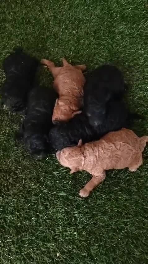 Caniche Toy perros en venta: Caniches Toys Rojos y Negros - Video 2