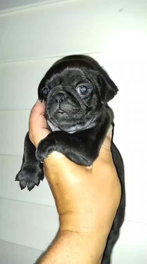 Carlino - Pug perros en venta: Carlino pug - Video 1
