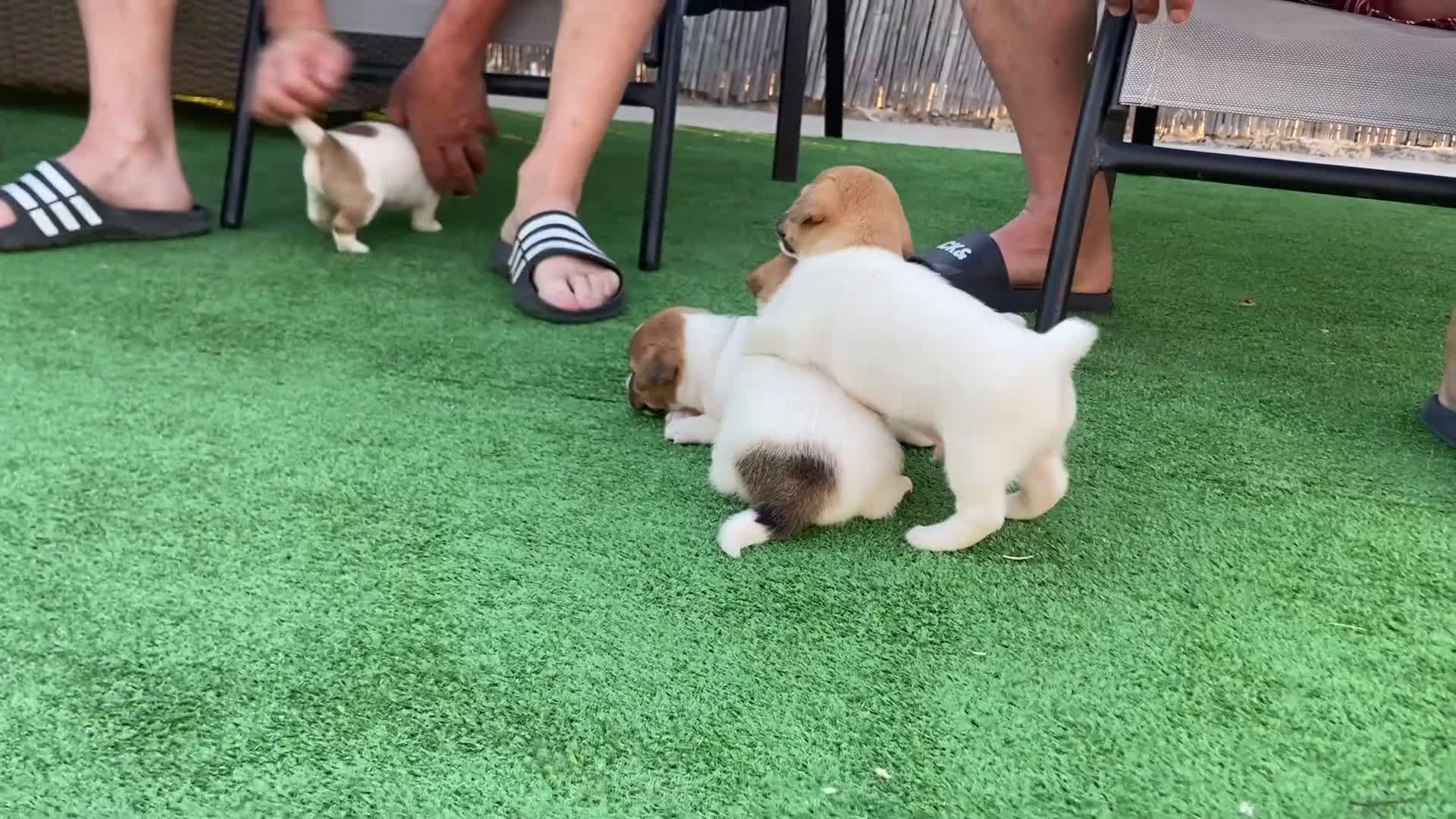 Jack Russell Terrier perros en venta: Jack Russell terrier  - Video 1