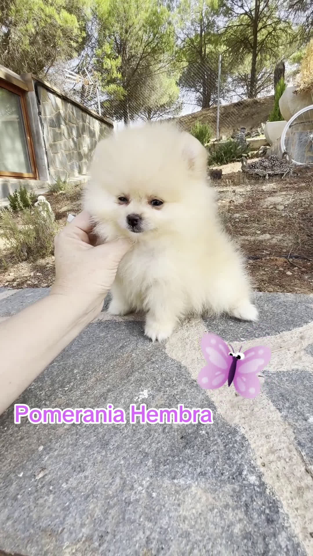 Pomerania perros en venta: Pomerania Hembra fotos actuales  - Video 1