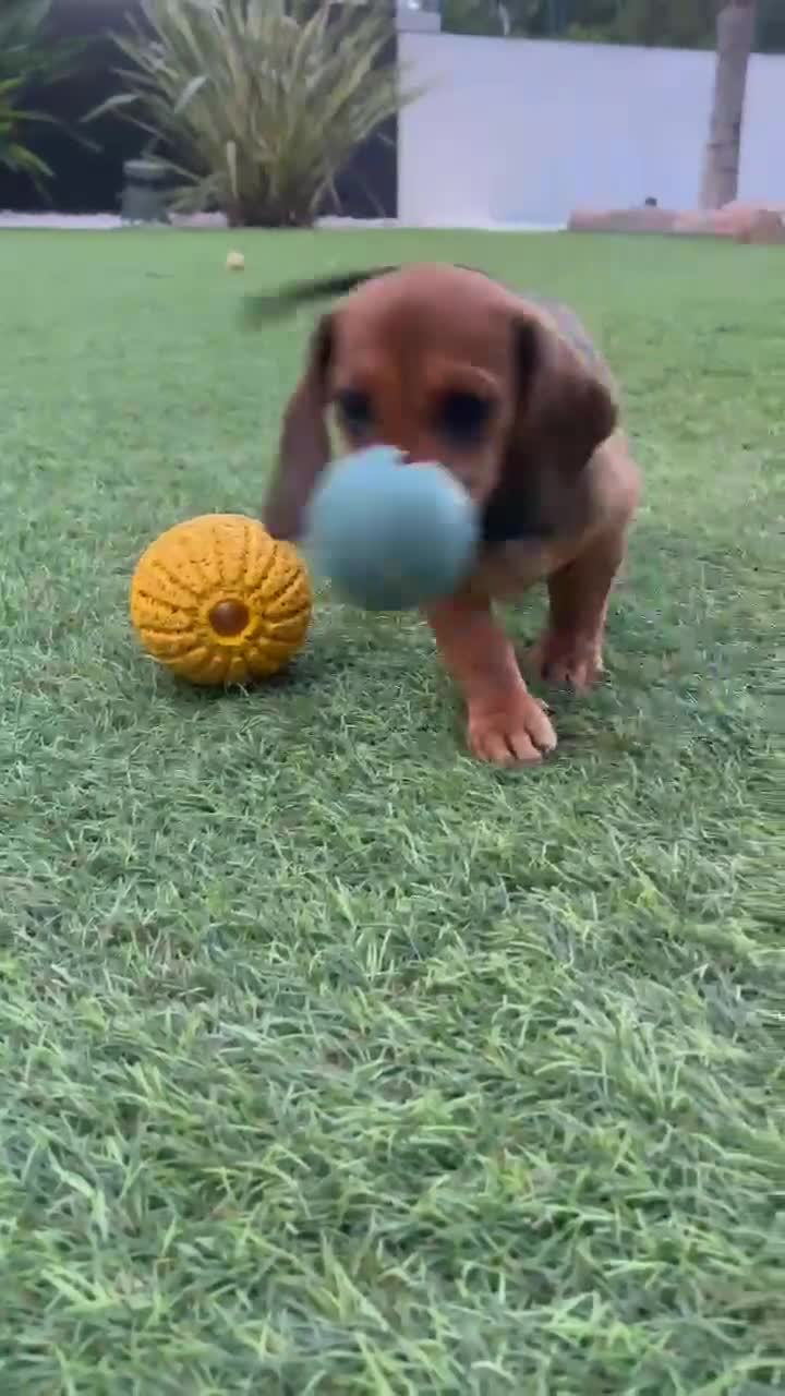 Teckel perros en venta: Impresionante Teckel macho  620 71 61 19 - Video 1
