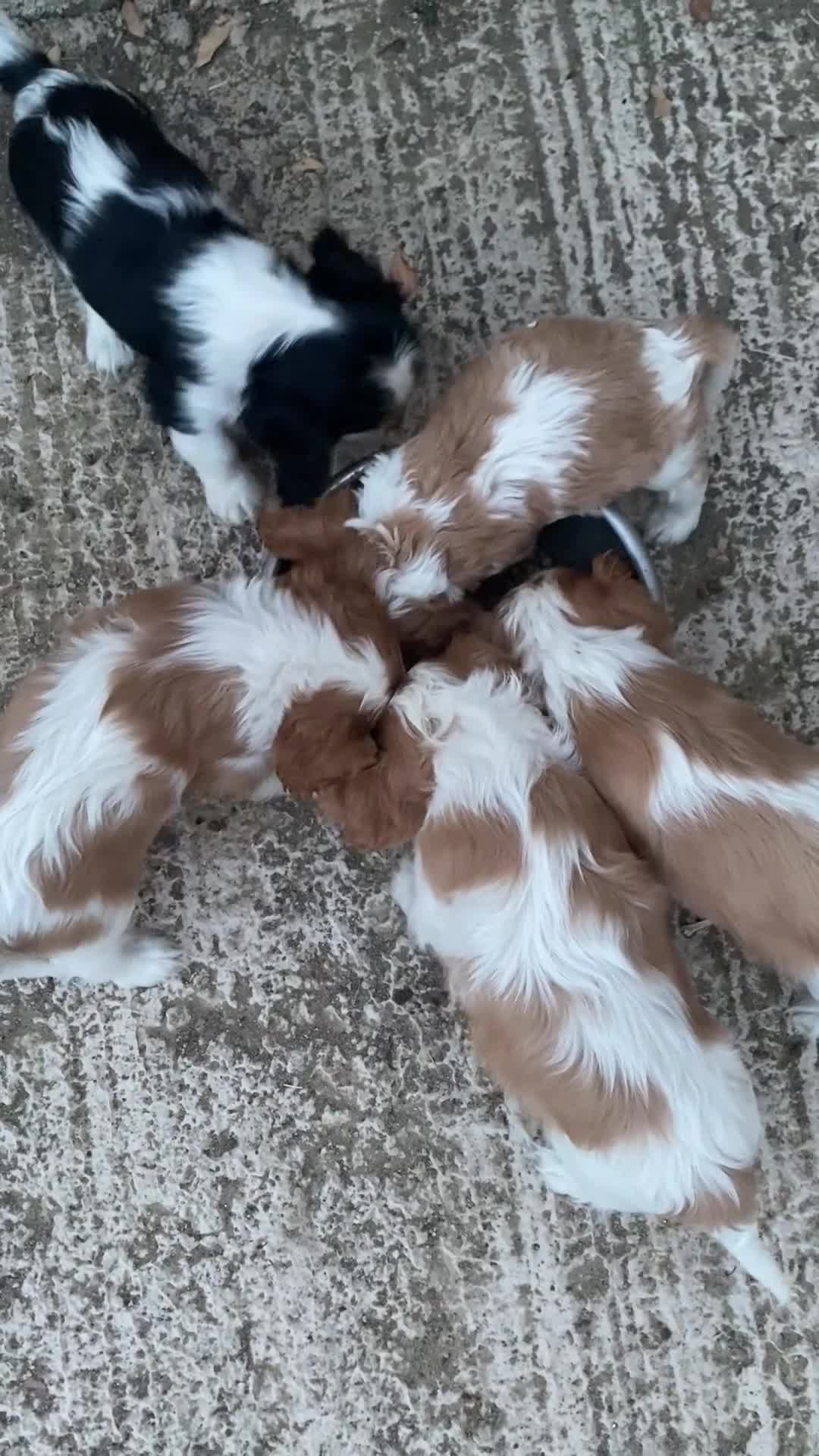 Cavalier King Charles Spaniel perros en venta: Camada Cavalier King Charles  - Video 1
