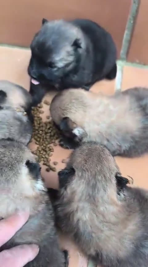 Pomerania perros en venta: POMERANIA - Video 3