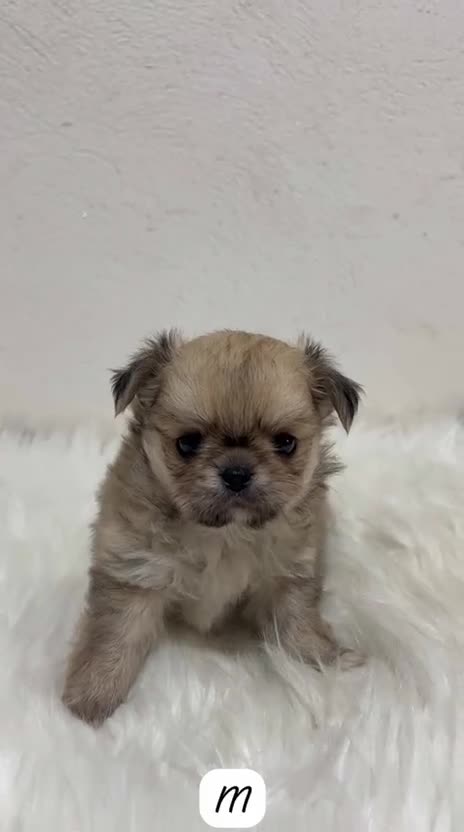 Chihuahua perros en venta: CHIHUAHUA TOY PELO LARGO - Video 1