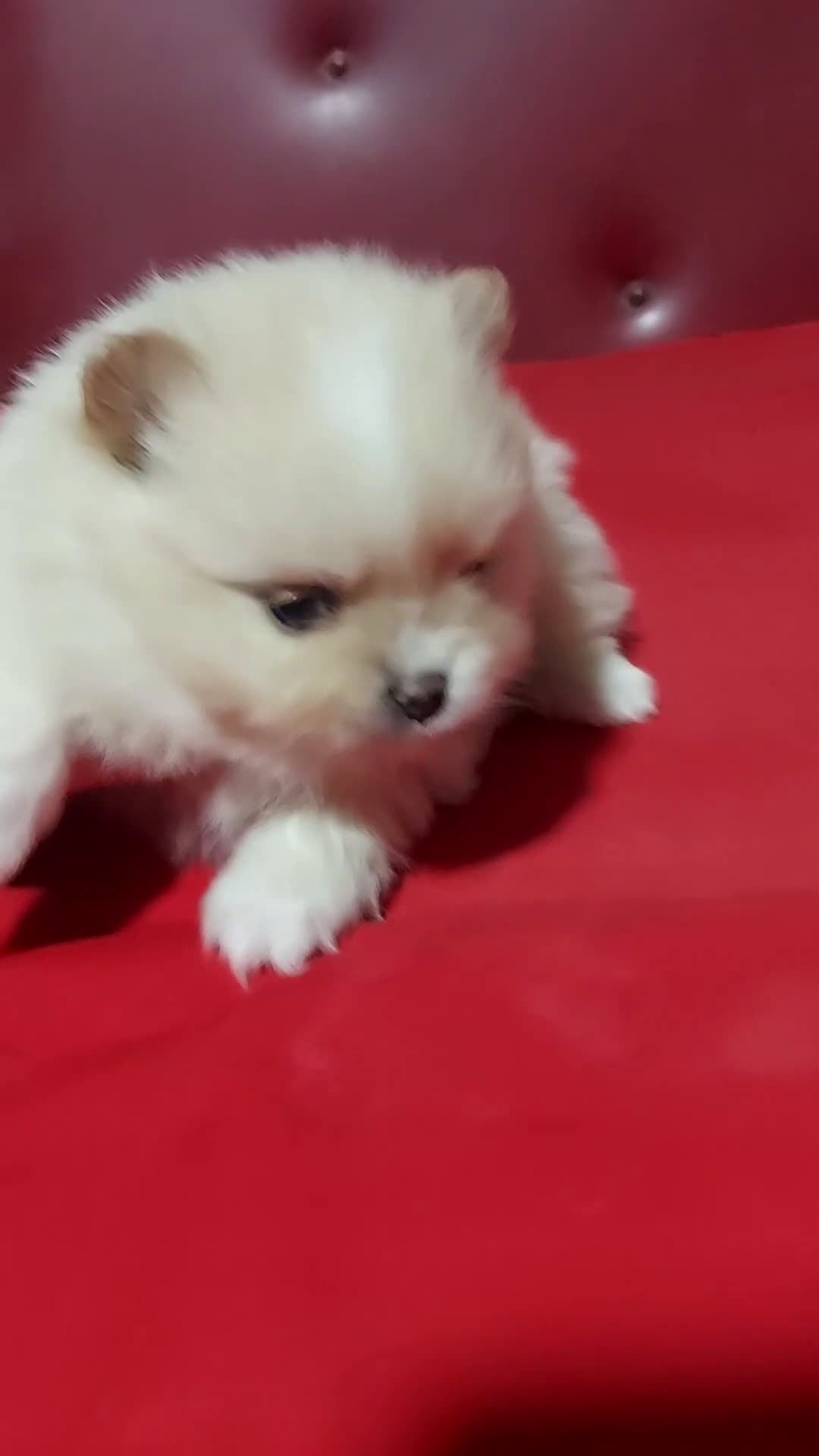 Pomerania perros en venta: Pomerania - Video 3