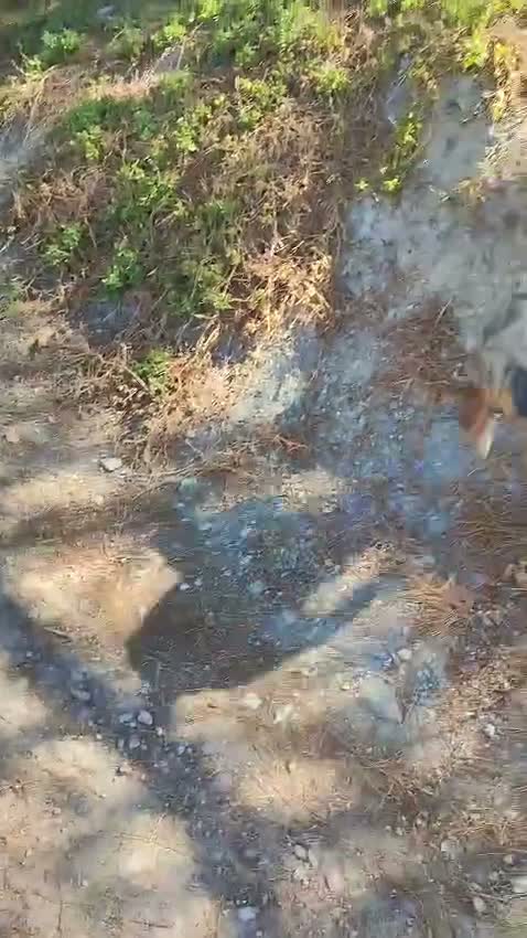 Pastor Australiano perros en venta: PASTOR AUSTRALIANO  - Video 2