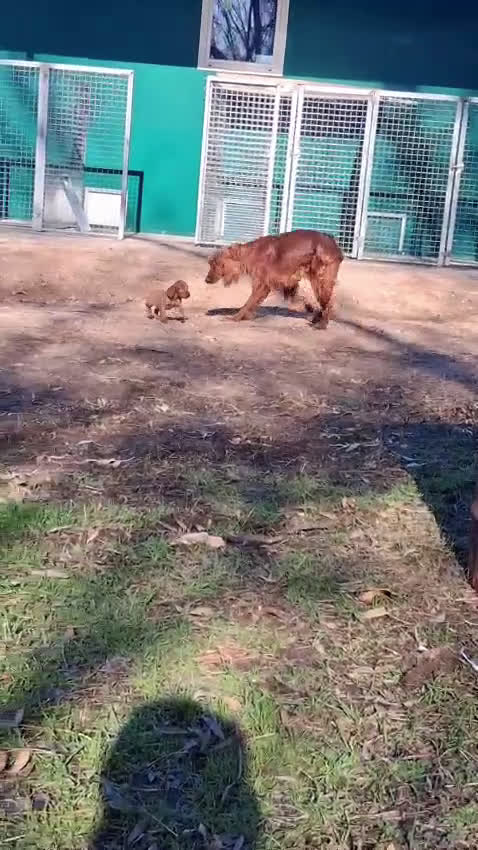 Setter Irlandés Rojo perros en venta: Setter Irlandes - Video 5