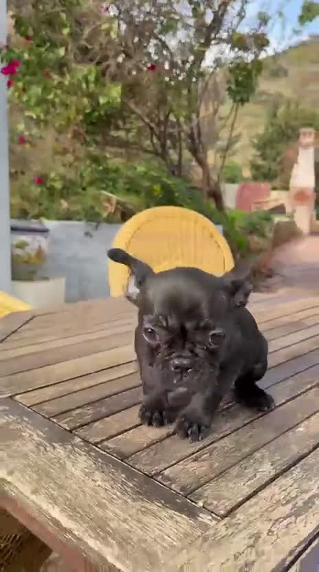 Bulldog Francés perros en venta: Bulldog francés hembrita negrita preciosa  - Video 1