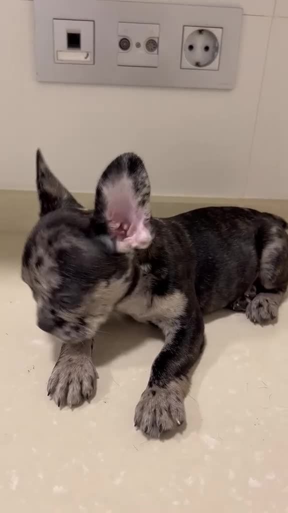 Bulldog Francés perros en venta: Cachorros de bulldog francés  - Video 2