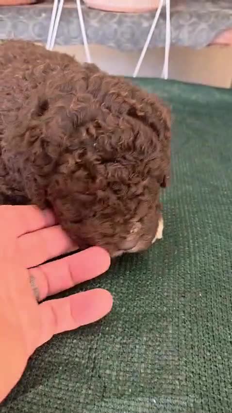 Perro de Agua Español perros en venta: ESPECTACULAR CAMADA DE PERRO DE AGUAS en Madrid - Video 2