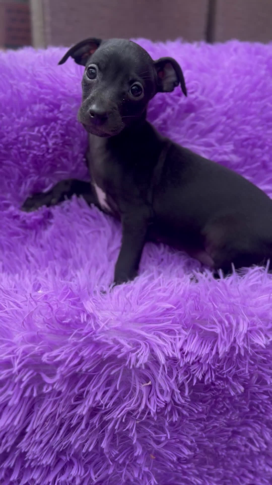 Pequeño Lebrel Italiano perros en venta: Piccolo hembra negra  - Video 1