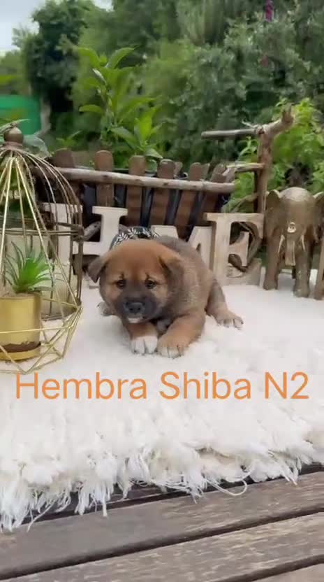 Shiba Inu perros en venta: Shiba Inu rojos preciosos inigualables  - Video 2