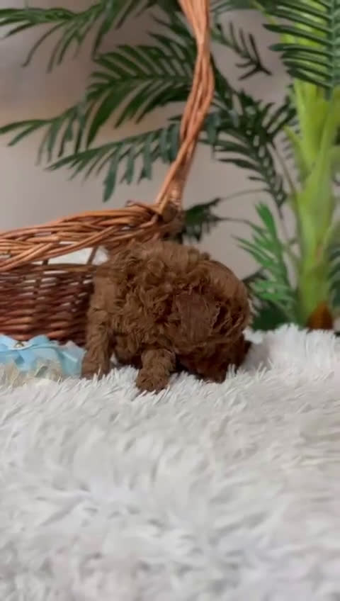 Caniche Toy perros en venta: CANICHE TOY - Video 1