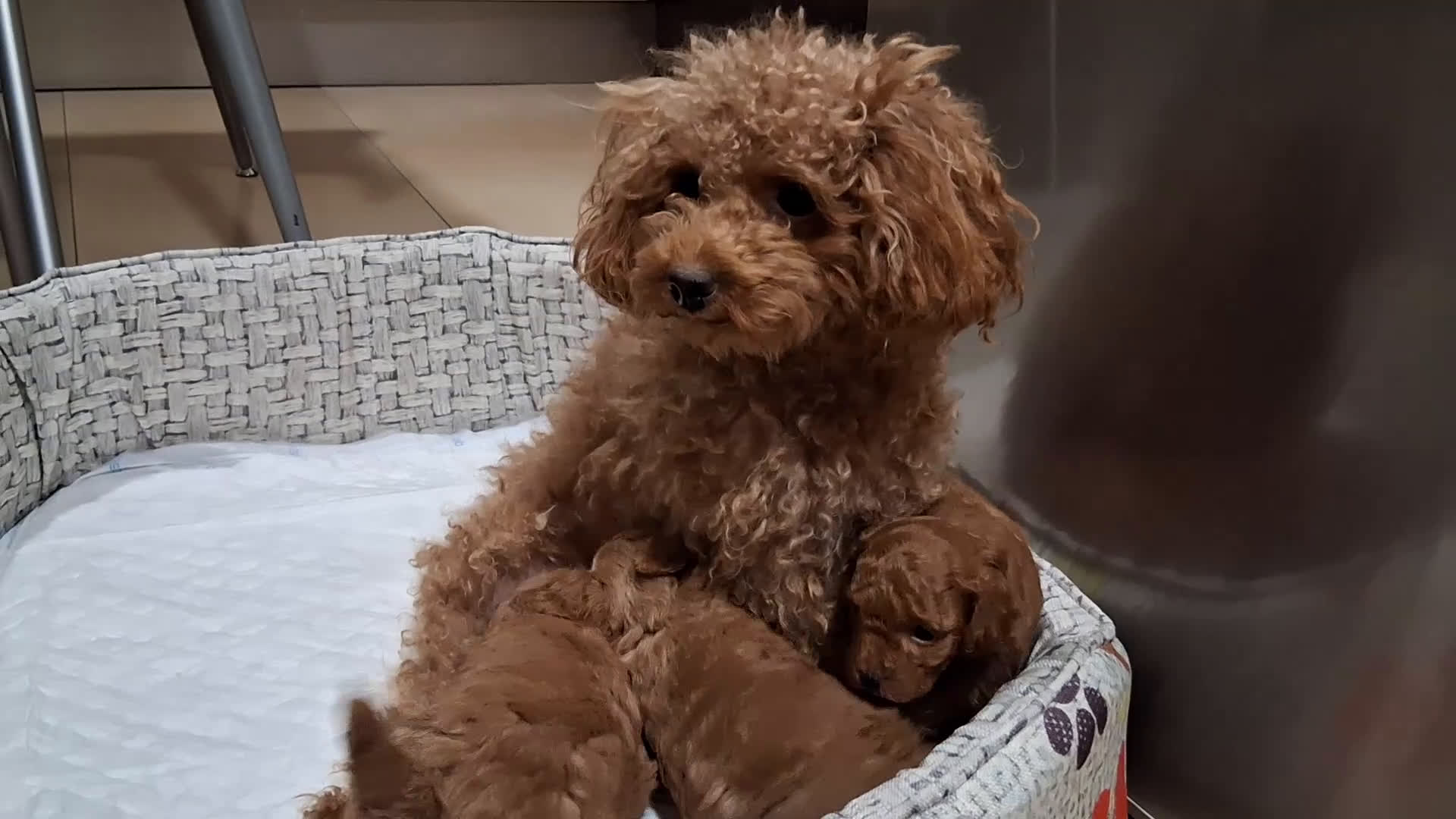 Caniche Toy perros en venta: Cachorros caniche toy rojos - Video 2