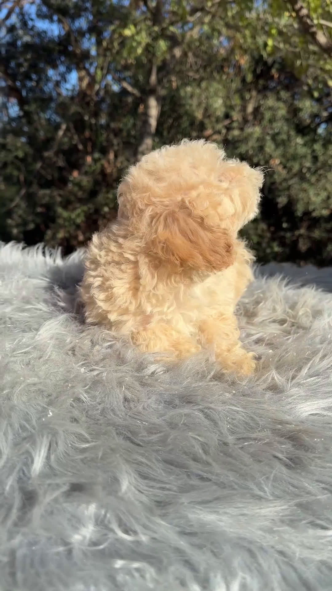 Caniche Toy perros en venta: Caniche Toy Apricot  - Video 1