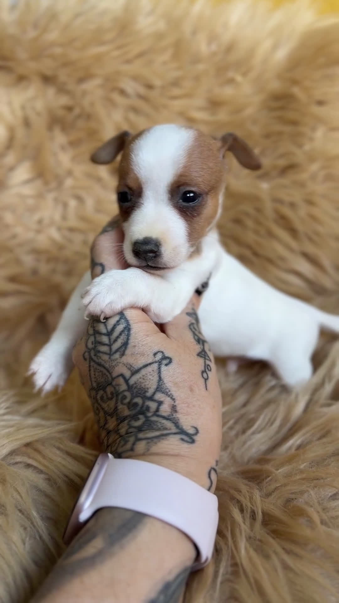 Jack Russell Terrier perros en venta: Jack Russell macho  - Video 1