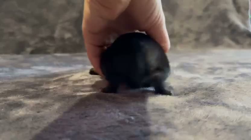 Pinscher Miniatura perros en venta: Pinscher Miniatura - Video 5